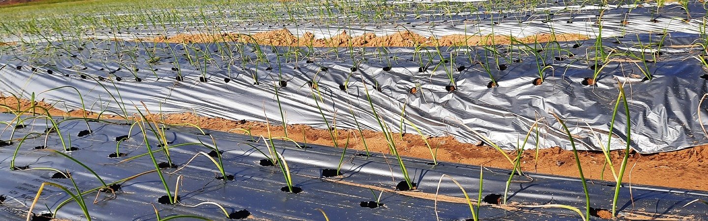 Agriplast Ginegar Onion/Garlic Mulch