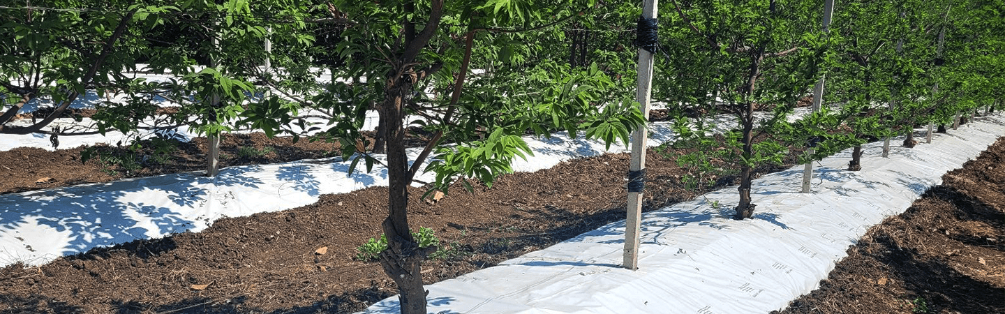 Agriplast Ginegar Orchard Mulch