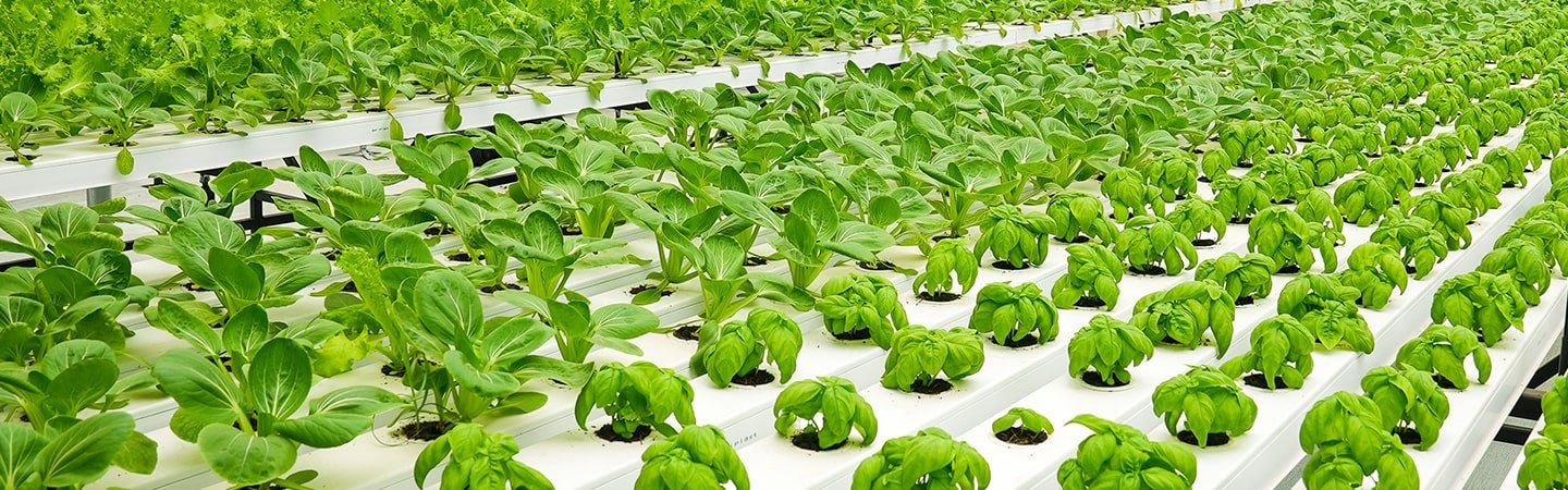 Hydroponics